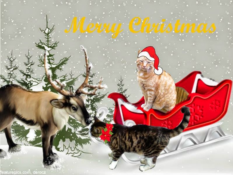 The Naughty List cat 2014 picture