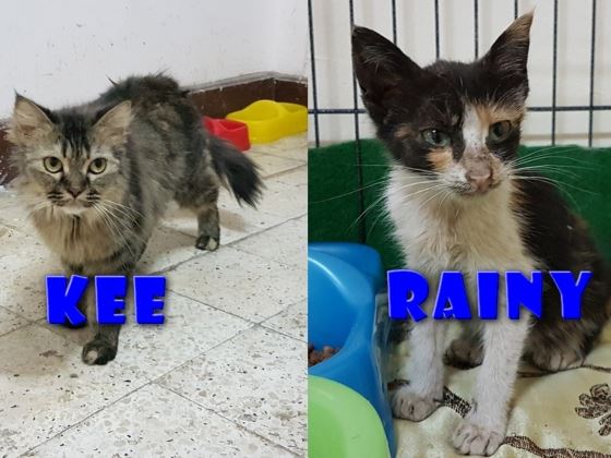Cat Rescue from Qatar
