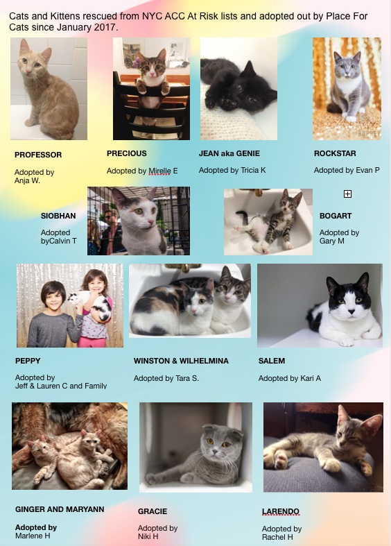 Place For Cats Adoptions
