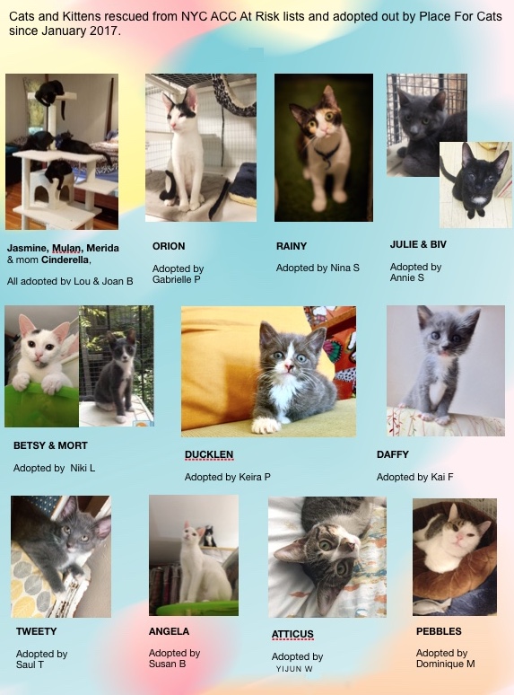 Place for Cats Adoptions 2